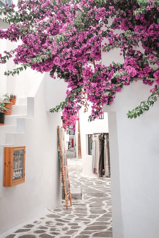 stone walkway under the bougainvillea flower plant
